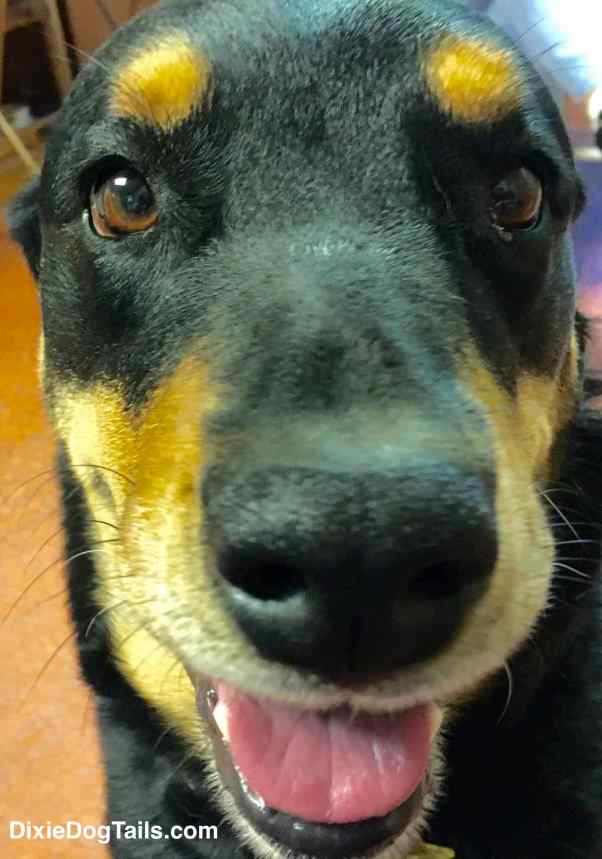 Close up of Dixie's face