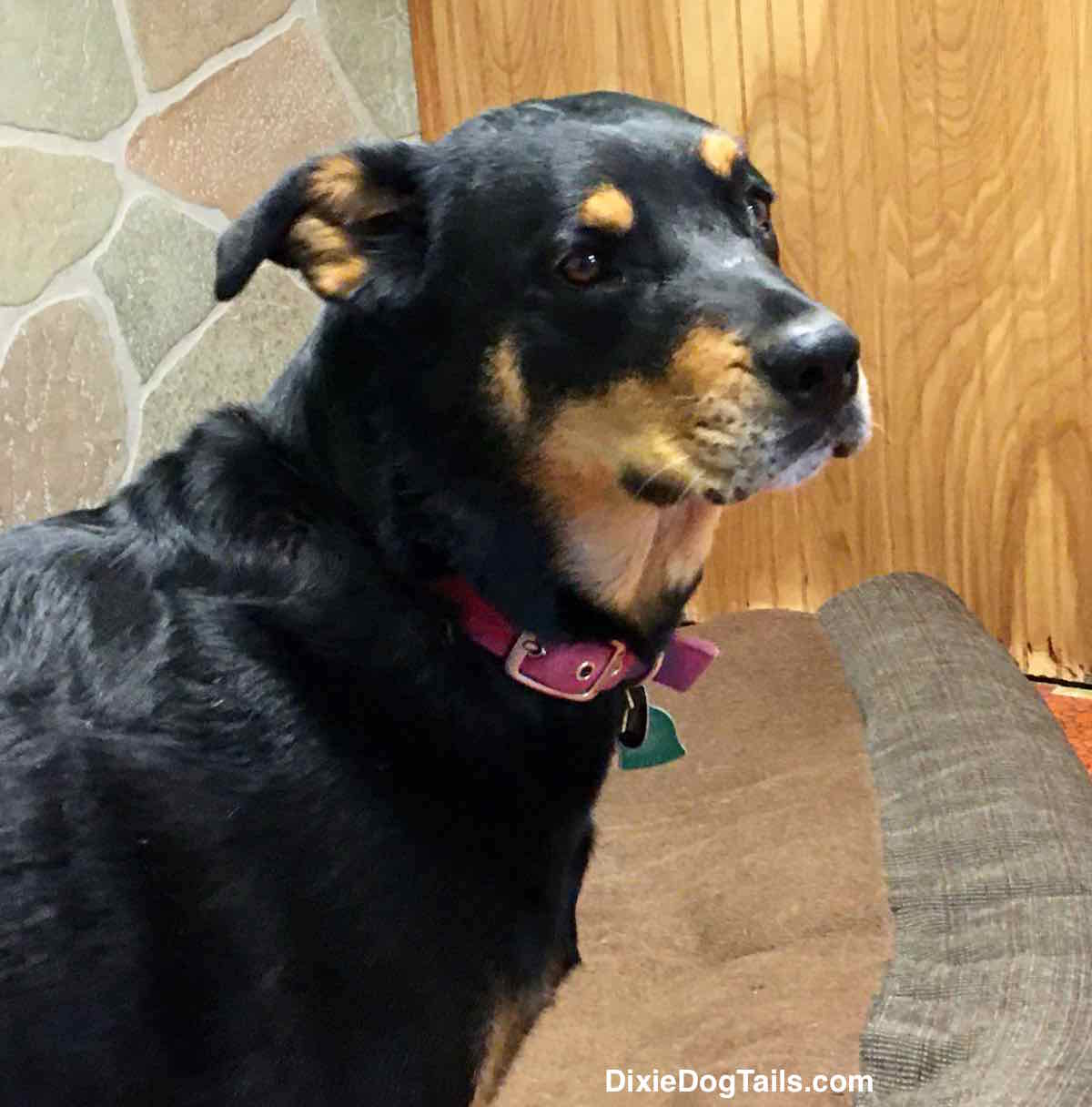 Side view of Dixie sitting and looking to the right