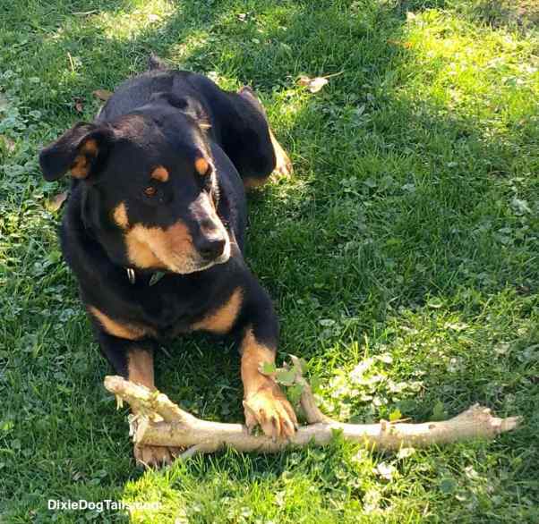 Dog with paw on tree branch