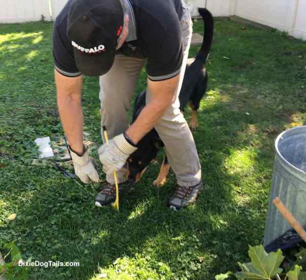 dog trying to take tree branch