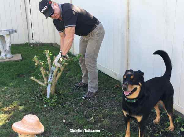 Man working outside with dog standing by him