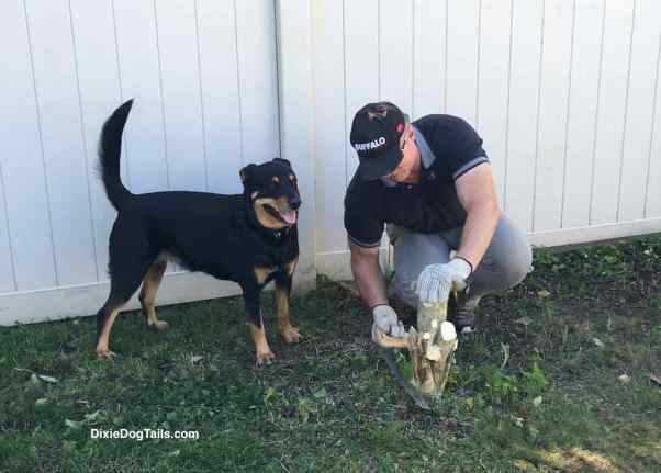 Dog looking around outside while man is working