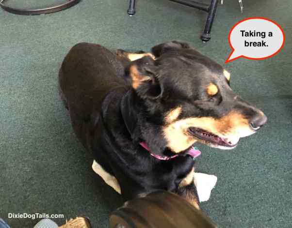 Dog laying on top of towel