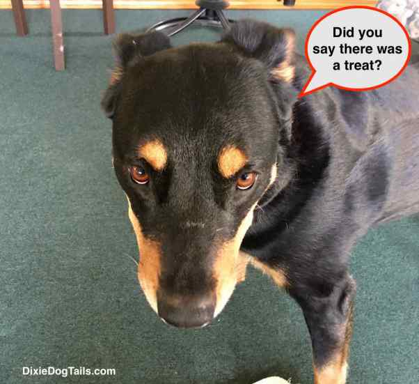 Closeup of dog looking into the camera