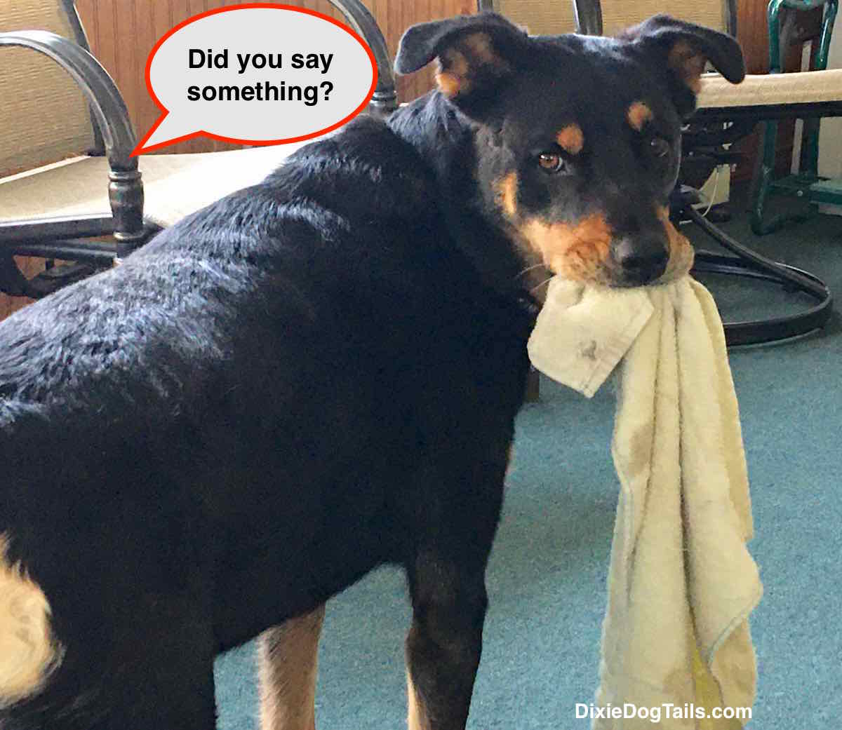 Dog with towel from her mouth