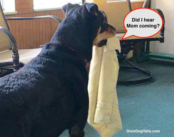 dixie with towel in her mouth standing and looking to her right