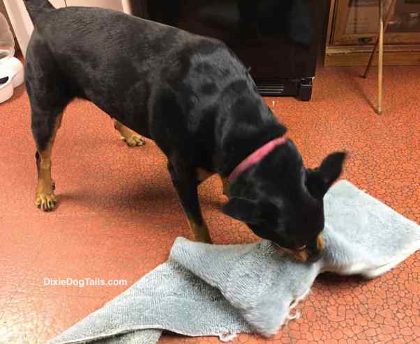 Dixie chewing on her green carpet