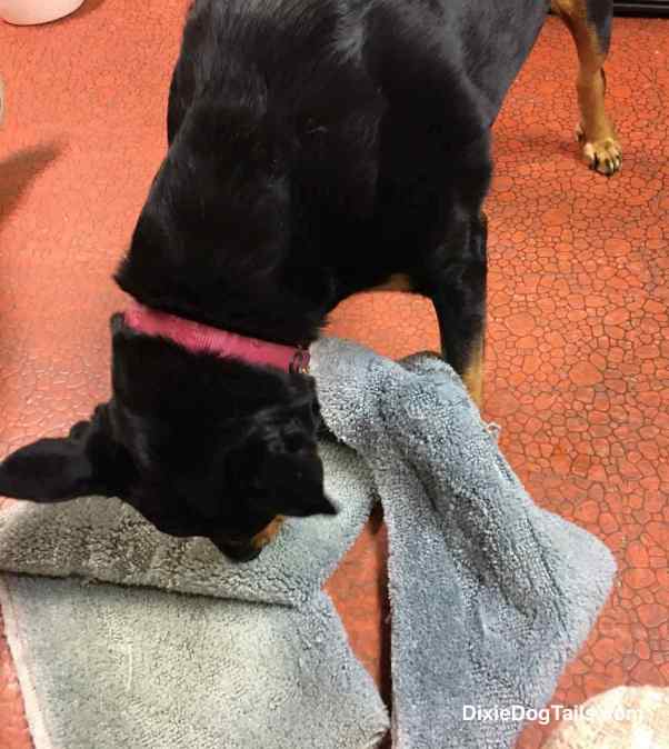 Dixie grabbing her green carpet