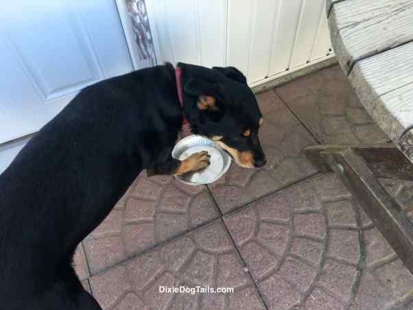 Dog with paw on an aluminum pan