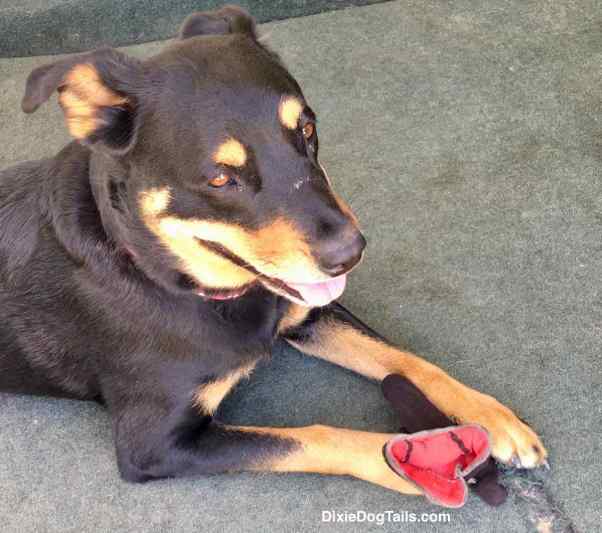 Dog holding glove in her paws