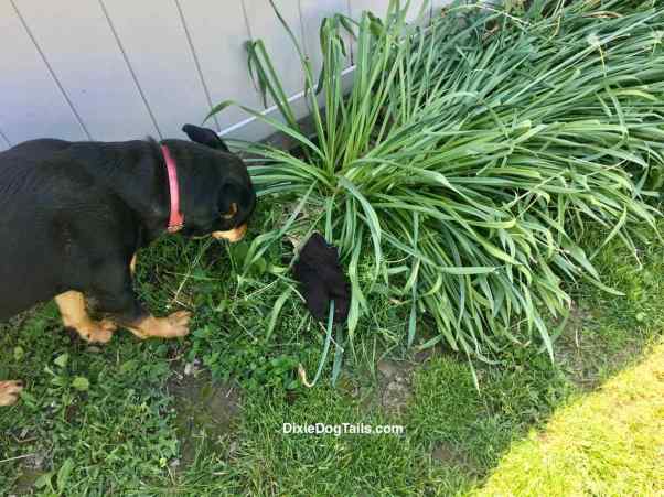 Dog smelling a glove in the grass