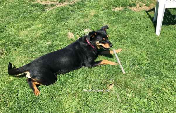 Distance picture of a dog with a long stick in her paws