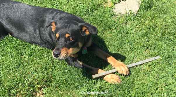 Dog with a long stick in her paws