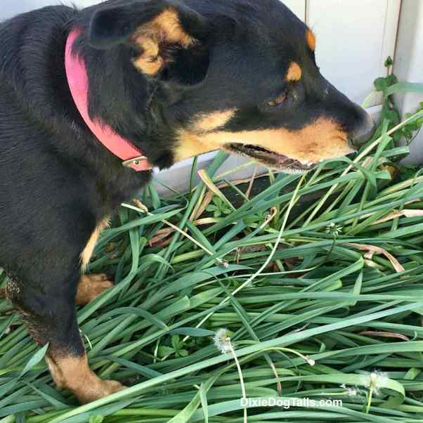 Closeup of a Dog walking through tall grass