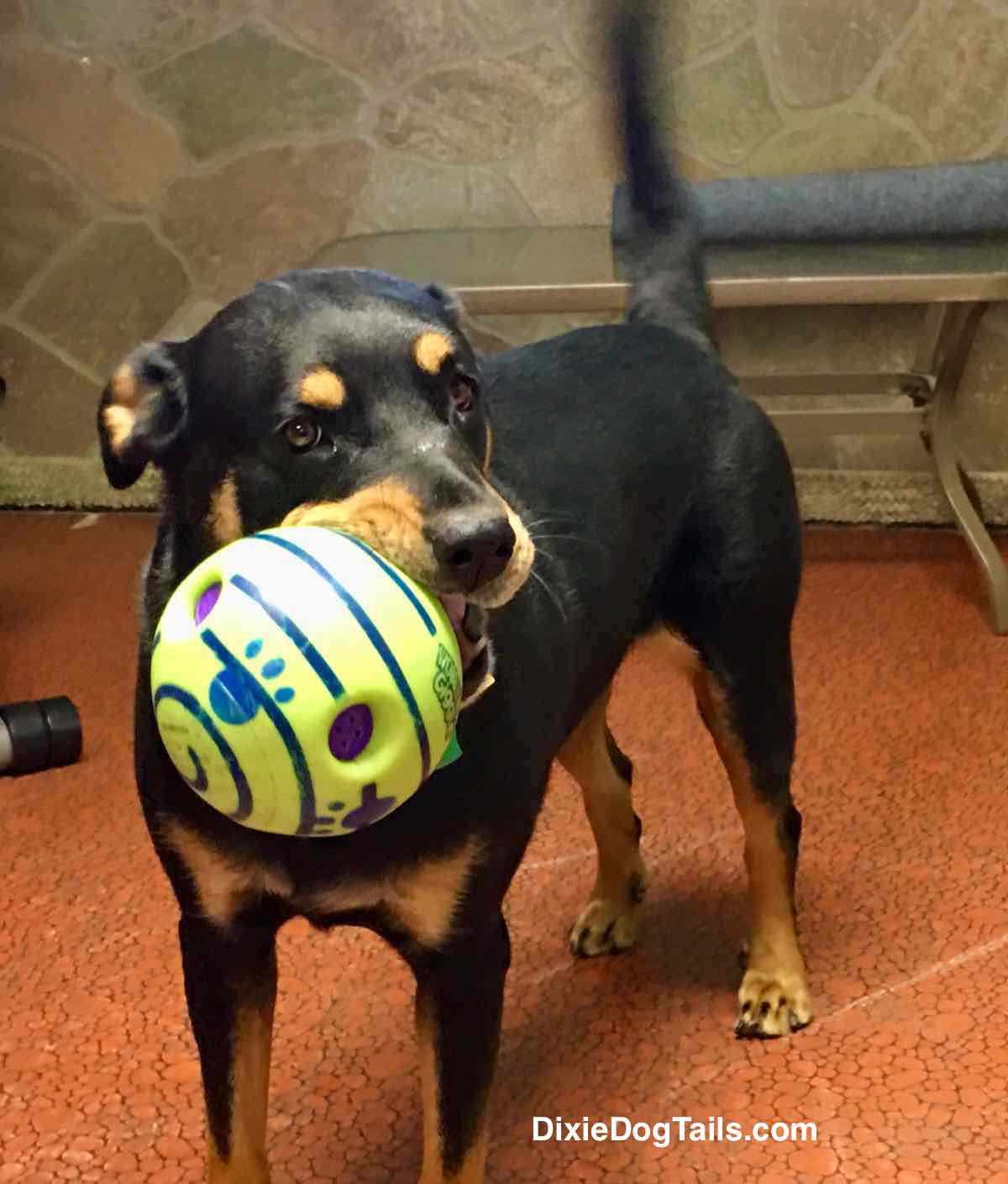 Dog standing with ball in her mouth