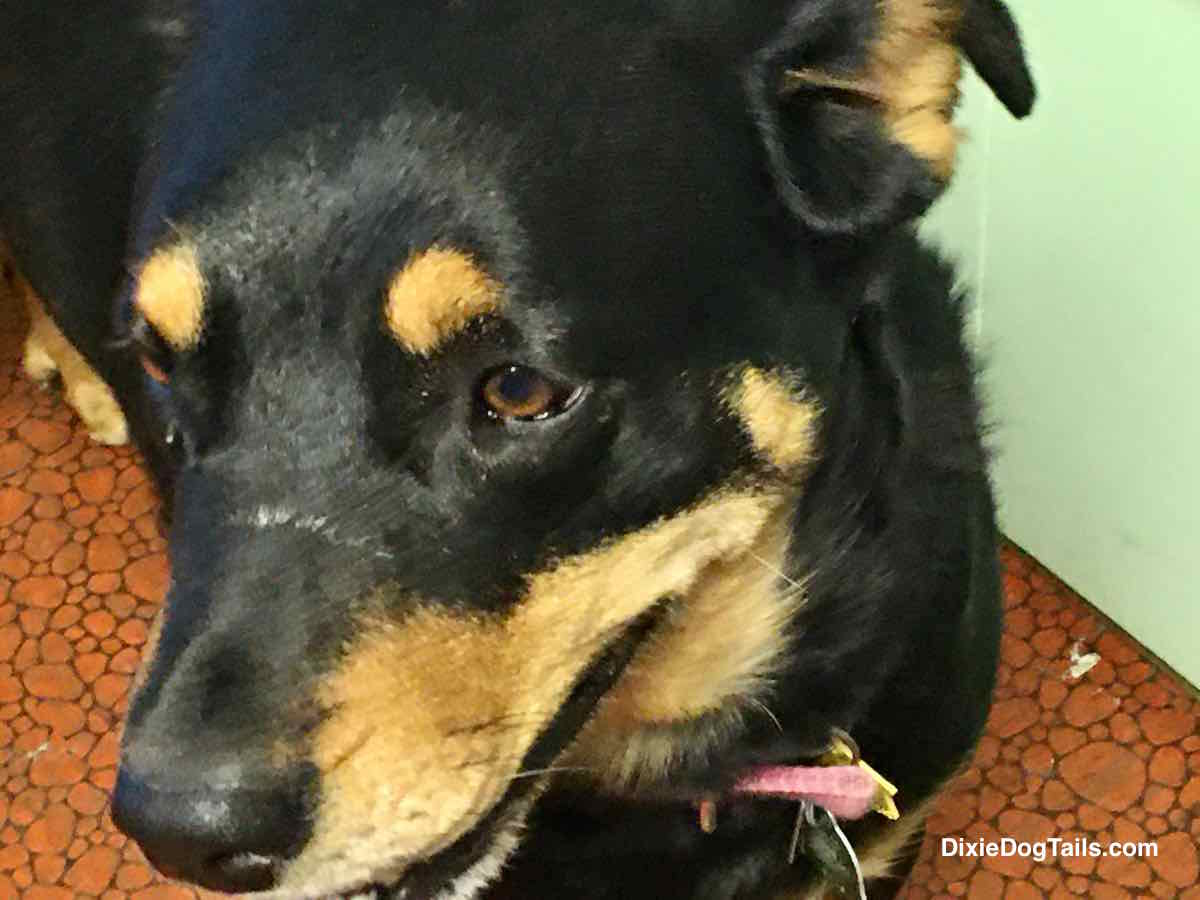 Closeup of a dog face