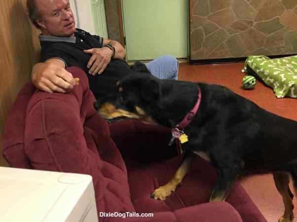Dog stepping on chair to get a treat