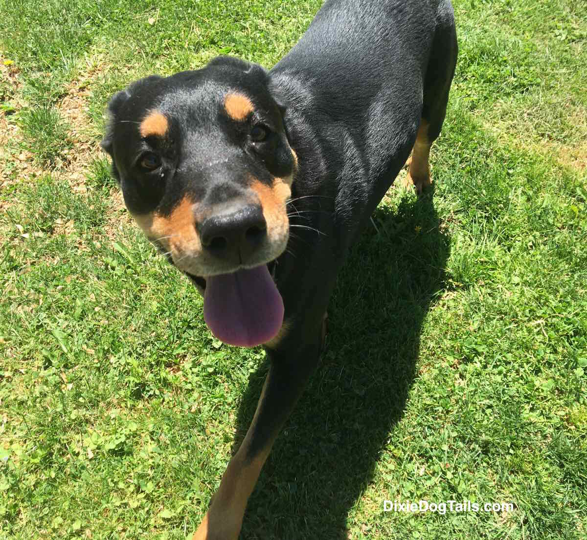 Closeup of dog outside