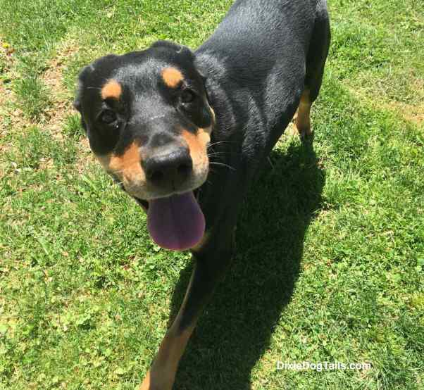 Closeup of dog outside