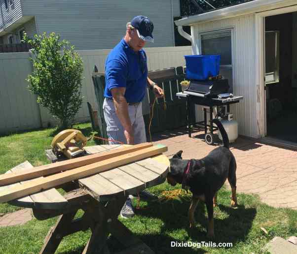 Dog in the yard with man working on a table