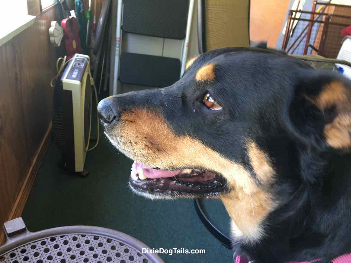 Closeup of dogs face