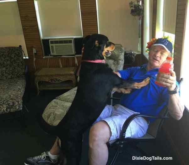 Dog trying to take bottle from man