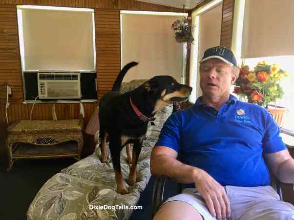 Dog standing on chair looking at man