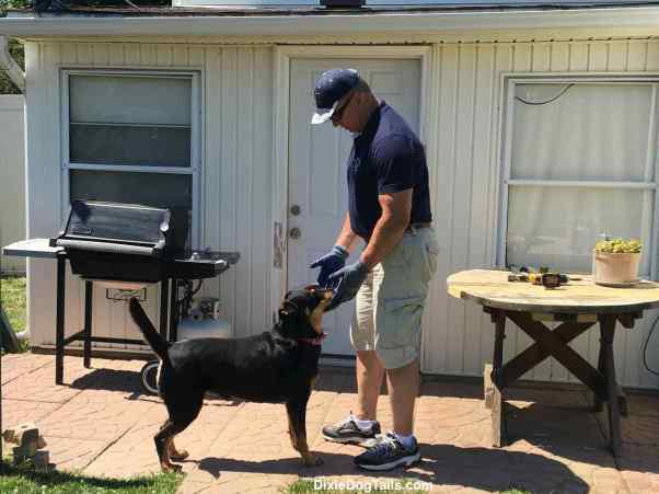 Dog smelling mans gloves