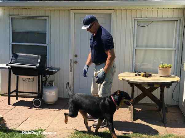 Dog walking while man is working