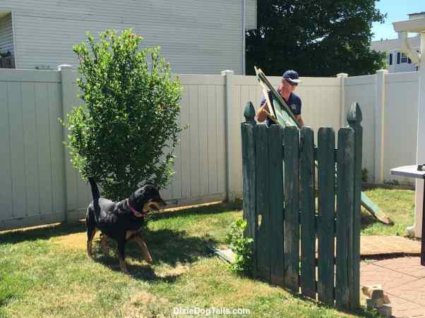 Dog looking at the fence while man is working