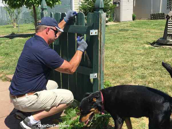 Dog looking at the ground while man is working