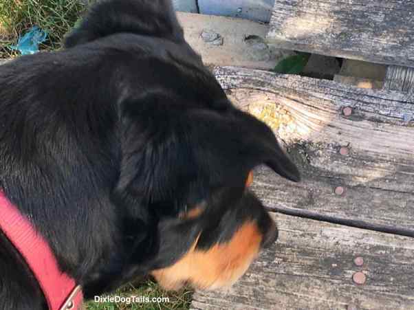 Dog looking down at boards