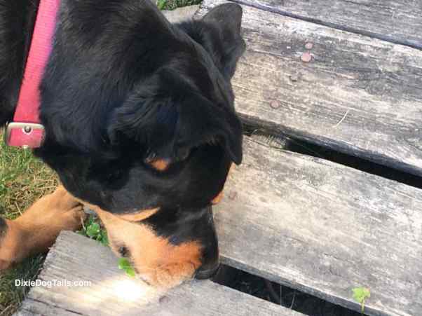 Dog sniffing a board