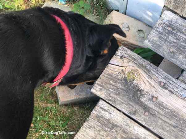 Dog sticking her head under the boards