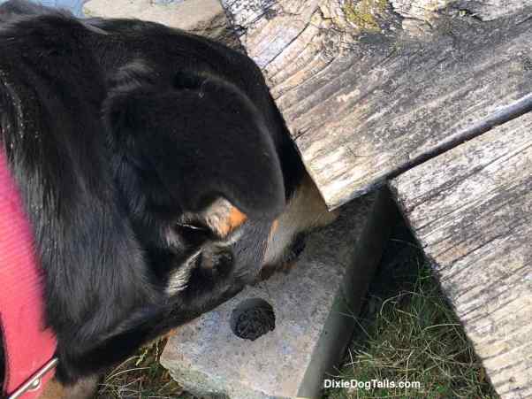 Dogs nose under the boards