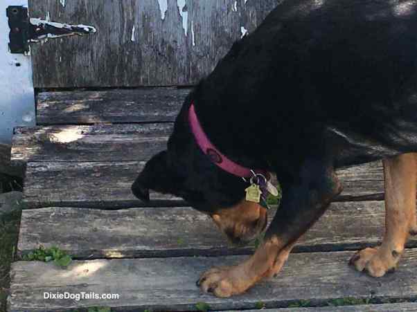 Dog walking on top of boards looking down