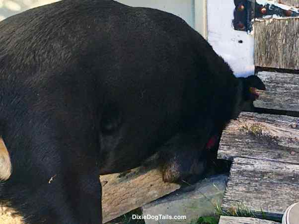 Dog trying to get under the boards