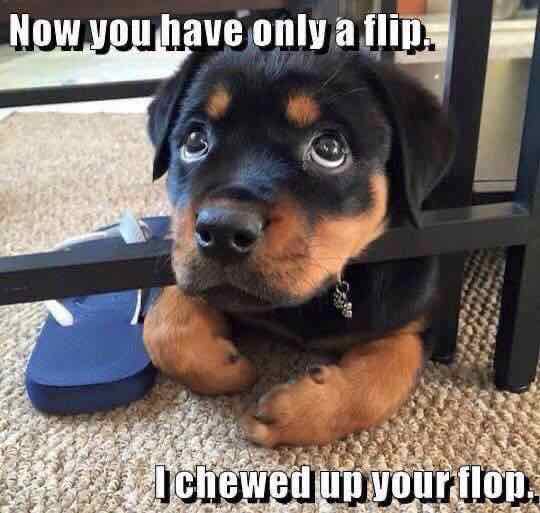 Puppy laying on the floor with one flip flop