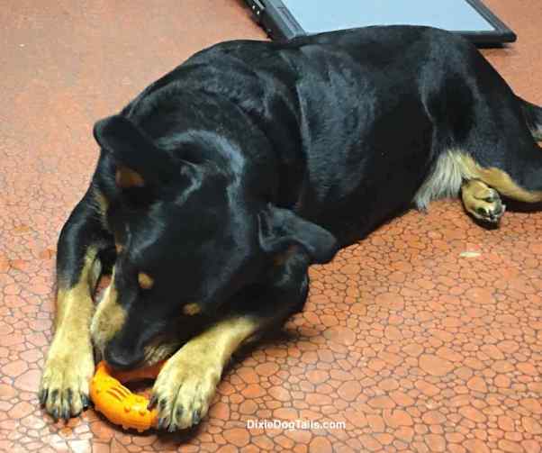 dog laying down with toy