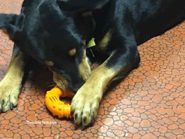 dog chewing on toy