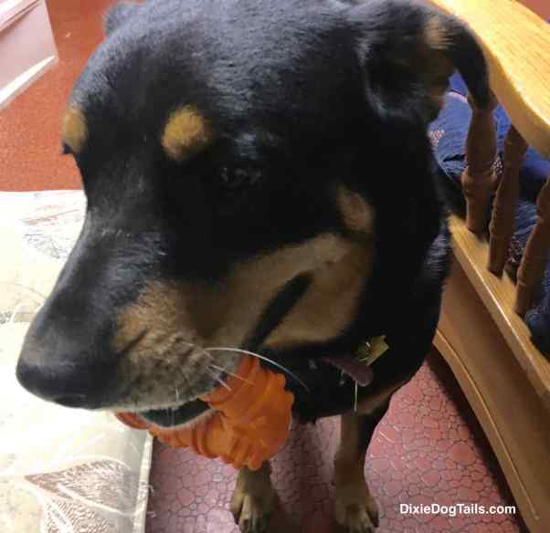 Closeup of dog with toy